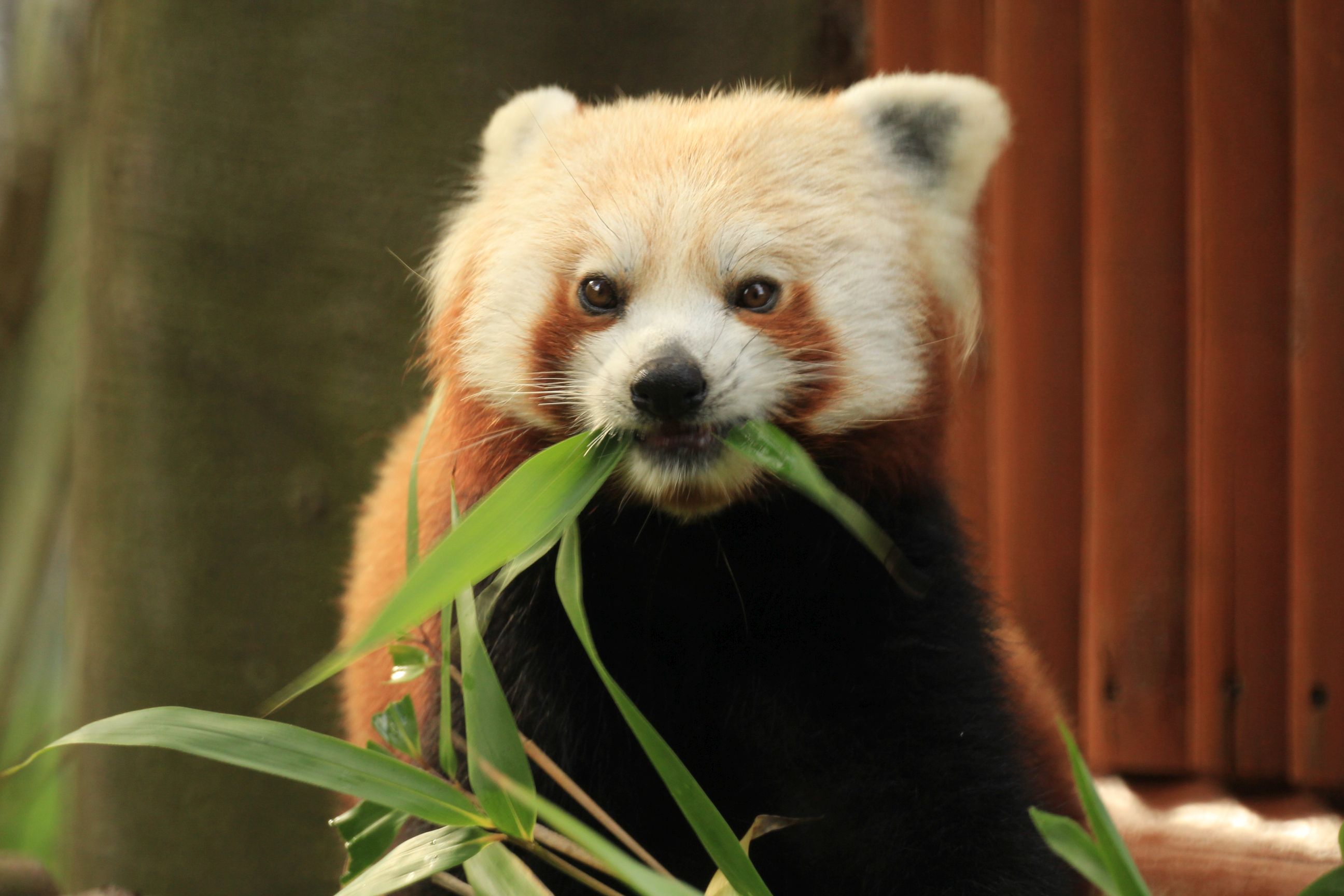 ZOO w Gdańsku - Więcej